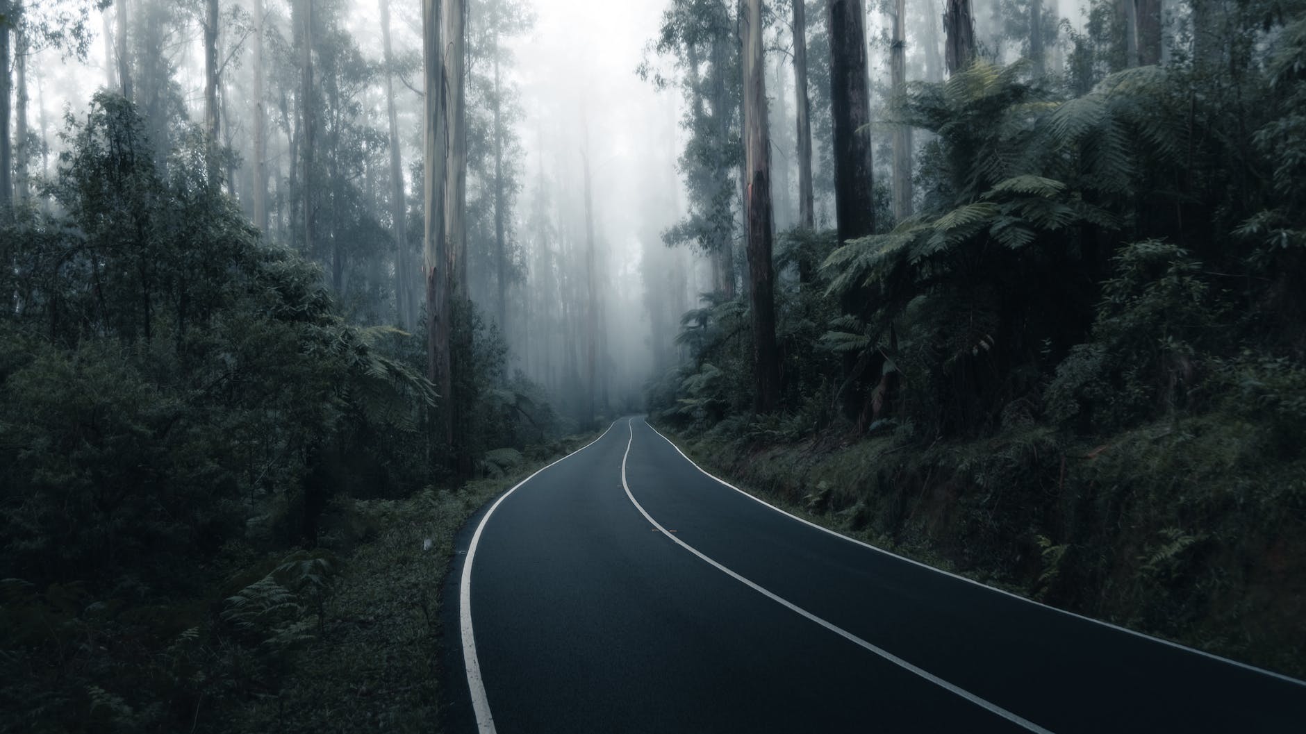 gray asphalt road in dark forest